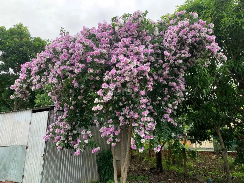 Nhà Mặt Tiền Ngô Quyền