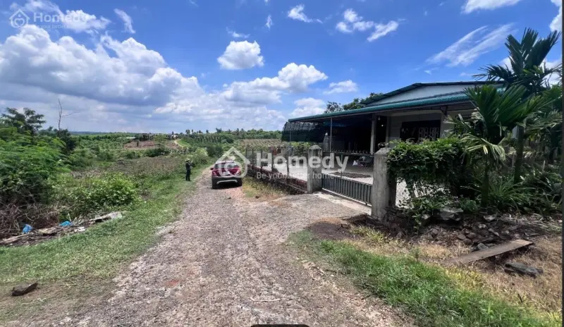 Đất Sào Cây Lâu Năm Bám Đường Sỏi Bê Tông - Có Quy Hoạch Phủ Hồng