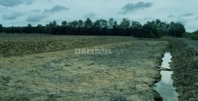 Chủ Bán Lô Đất Full Thổ Cư 536M2 Ấp Mỹ Lợi, Xã Mỹ Thạnh Tây, Đức Huệ L