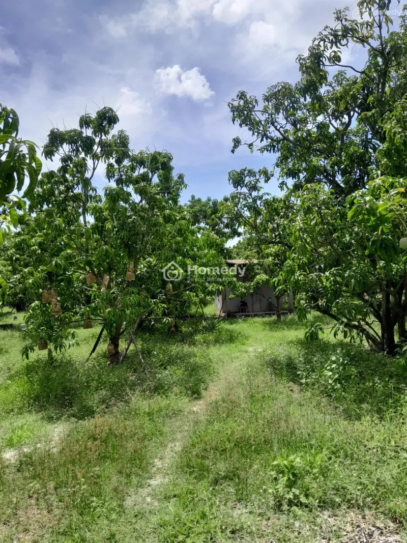 Bán 2400M2 - Có Sẵn Vườn Xoài - Điện, Nước Đầy Đủ - Cam Đức - Cam Lâm