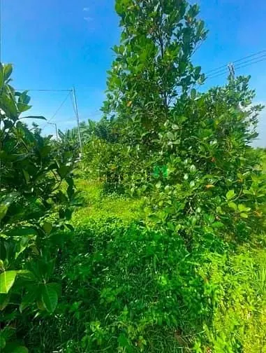 Đất Bình Lợi Vĩnh Cửu. Diện Tích : 1.350M . Đường Ô Tô . Chỉ 1Tỷ8