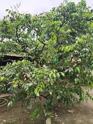 Đất Phường Tân Hạnh Dt: 10.000M2 (1Mẫu), 2000M2 Thổ Cư, 7Triệu/M (Tl)