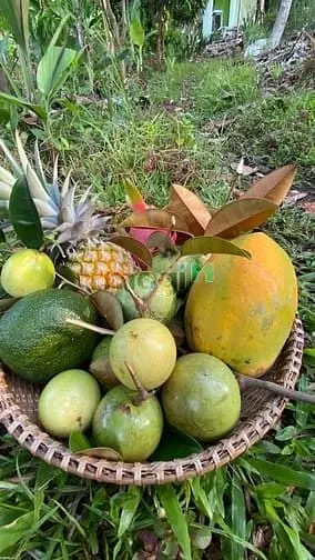 1 Sào Đất Vườn View Sông La Ngà, Trái Cây Đủ Loại