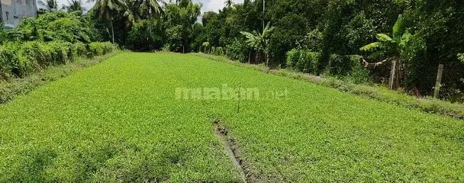 Cho Thuê Đất Trồng Rau Muống Ở Bình Mỹ, Củ Chi