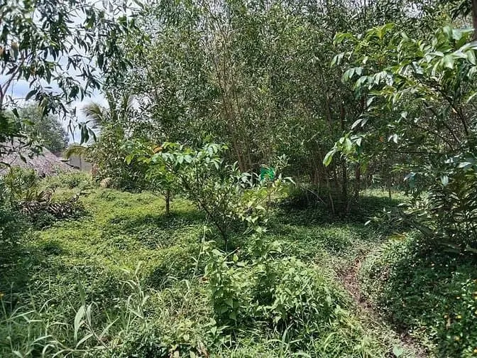 Bán Gấp Đất Long Tân Nhơn Trạch Giá Rẻ 950Tr/1000M.dt 7Ha.sr Chính Chủ
