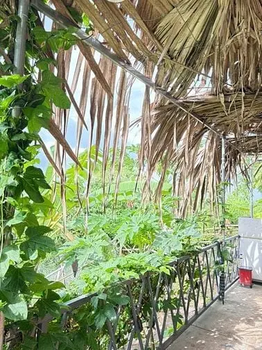 Vợ Chồng Đi Nước Ngoài Cần Bán Gấp Lô Đất Vườn Đẹp Tại Định Quán