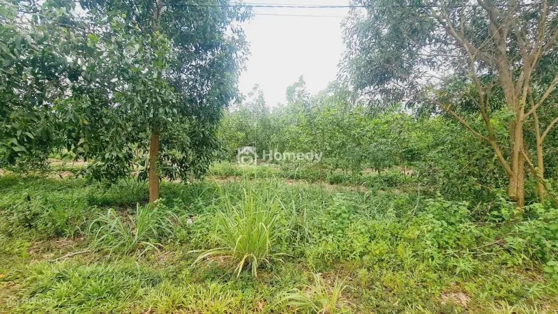 Bán Gấp 103X115(12110M2) Đất Ngay Kcn Sơn Mỹ, Hàm Tân, Bình Thuận. Có 400M2 Thổ Cư