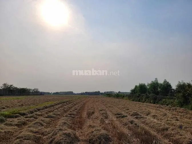 Chính Chủ Cần Bán Lô Đất Đẹp Vị Trí Tại Huyện Củ Chi, Tp Hcm