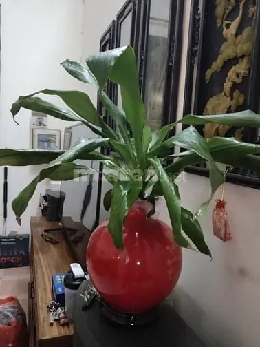 Bán Đất 55M2 Tặng Nhà 3 Tầng Tại Phố Giaquất, Ôtô Tải Đỗ Cửa, Tiện Kd