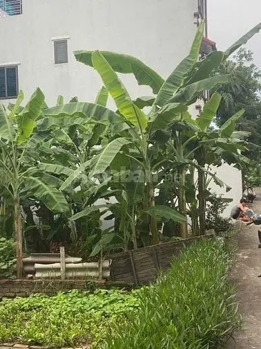 Gia Đình Cần Bán Đất Khu Vực Chợ Quảng Bị