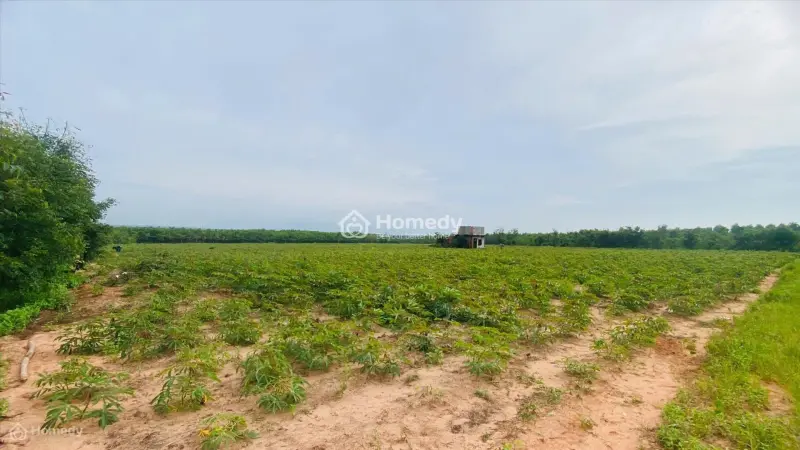 Bán 5 Hecta Đất Đường Nhựa Kcn Thắng Hải - Hàm Tân Giảm 50% 380Tr/ Sào