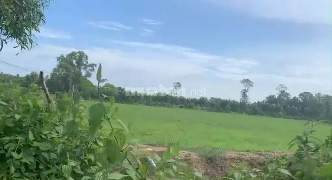 71X125 1Mẫu Lúa,Phủ Hồng, 1 Sẹc Ddt839,Xe Tải Đất, Chợ,B.viện,Trườ500M