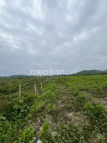 69.000Đ/M2 Bán Đất Làm Vườn 10Hecta Ninh Sơn, Tx Ninh Hoà, Khánh Hoà