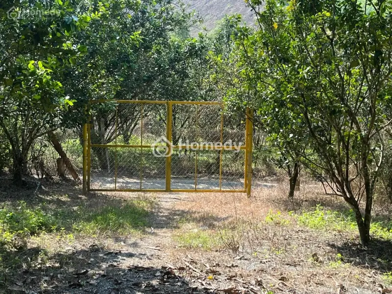 Bán Đất 2023M2 Tại Sông Cầu, Khánh Vĩnh, Khánh Hòa, Giá Chỉ Với 680 Triệu (Có Sẵn Vườn Bưởi)