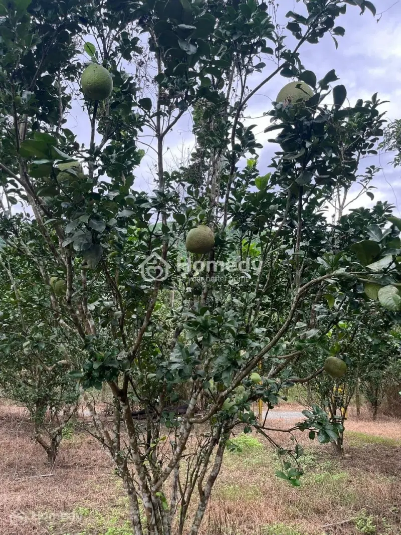 Bán Đất 2023M2 Tại Sông Cầu, Khánh Vĩnh, Khánh Hòa, Giá Chỉ Với 680 Triệu (Có Sẵn Vườn Bưởi)