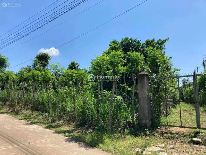 Bán 1.1 Ha Đất Ont Phú Thịnh - Huyện Tân Phú Chính Chủ+ Tặng Vườn Sầu Riêng