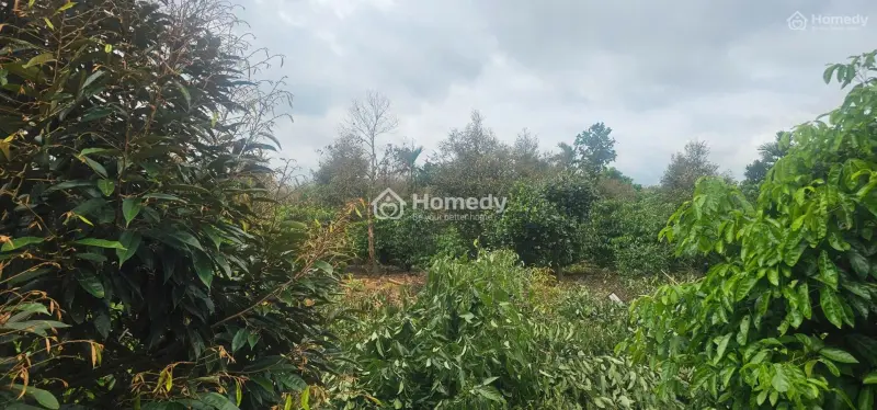 Bán 7012M2 Đất Phủ Hồng, Đường Nhựa , 80 Gốc Sầu Riêng , 103M Mặt Đường , Bàu Chinh Châu Đức
