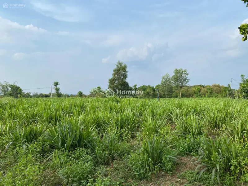 Bán 2600M2 Đất Giá Rẻ Phú Thịnh - Huyện Tân Phú Đường Xe Hơi