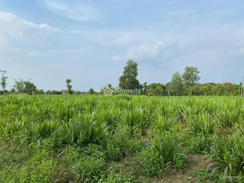 Bán 2600M2 Đất Giá Rẻ Phú Thịnh - Huyện Tân Phú Đường Xe Hơi