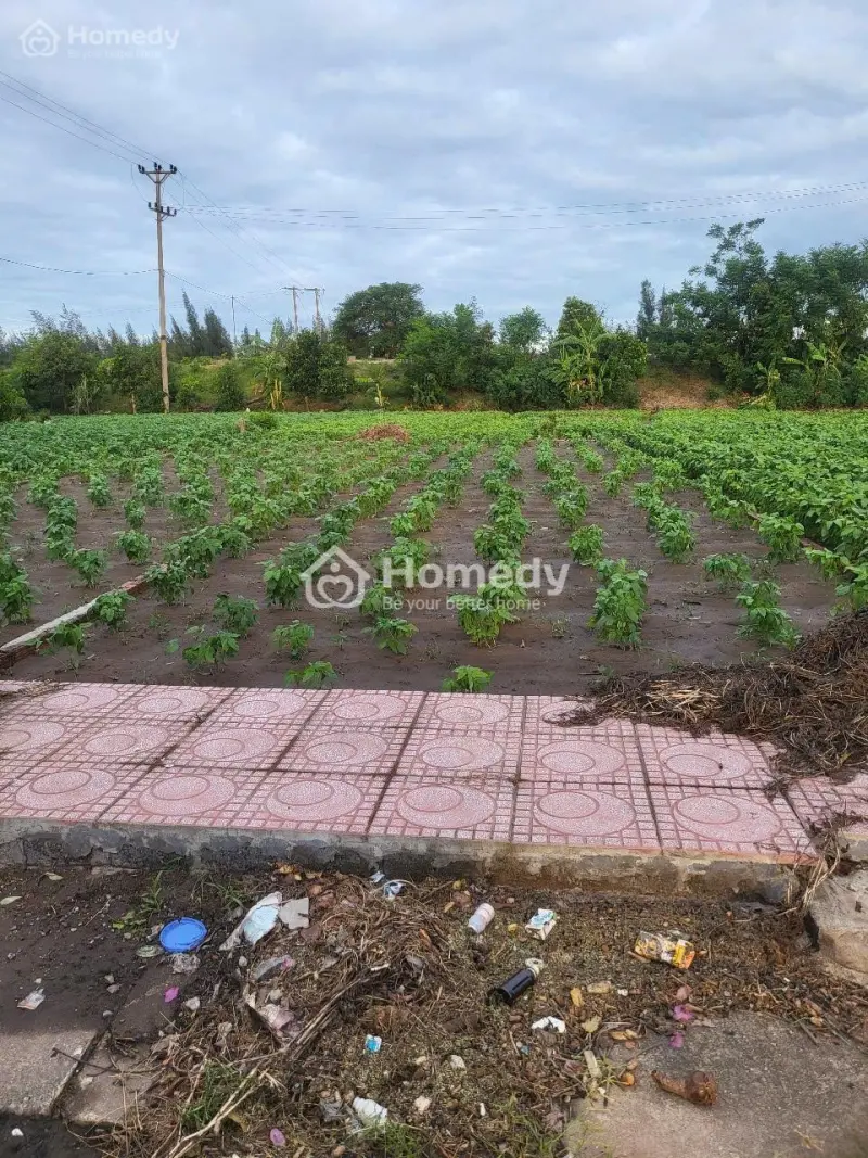 Chủ Vỡ Nợ Cần Tiền Bán Gấp Lô Đất Tại Quất Lâm Nam Định Giá Rẻ