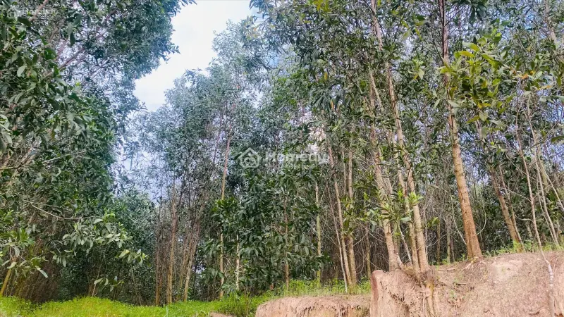 6019567 ảnh đại diện 1