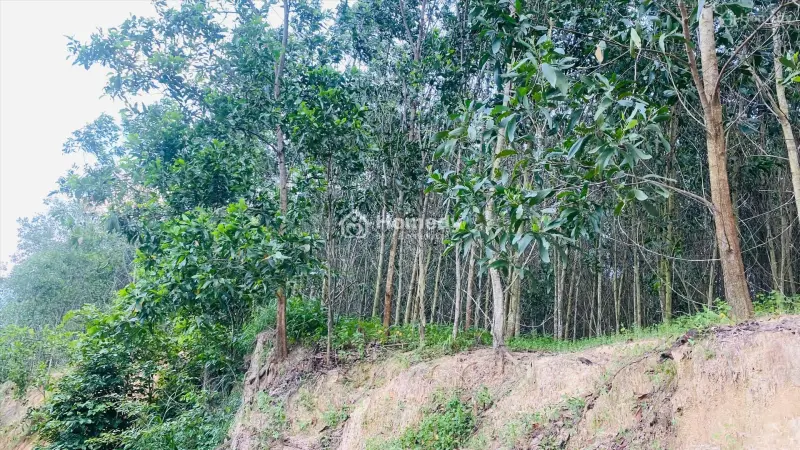 Bán Đất Ngộp 5.9 Sào Sơn Mỹ - Hàm Tân Giá Chỉ 1 Tỷ Sổ Hồng Riêng