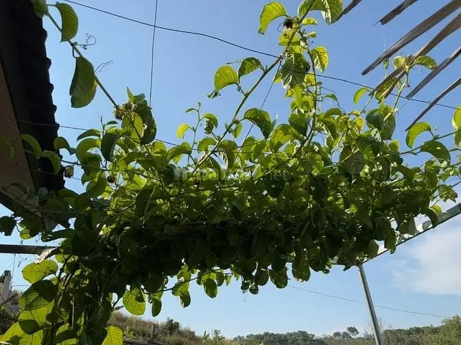 Mảnh Vườn Đón Gió Lồng Lộng Từ Hồ Trị An Siêu Trong Lành, Mát Mẻ
