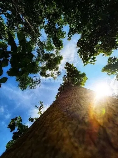 Mảnh Vườn Đón Gió Lồng Lộng Từ Hồ Trị An Siêu Trong Lành, Mát Mẻ