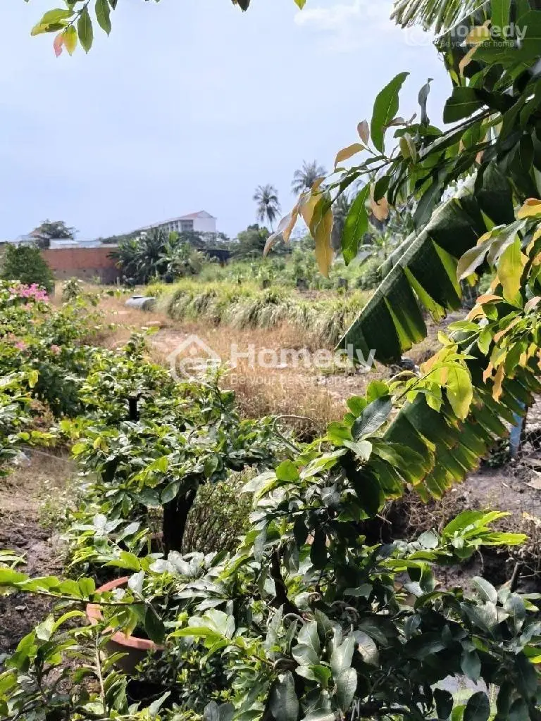 Hiếm Có Khó Tìm Vị Trí Thứ 2, Mặt Tiền Đường Tl, Ngang Khủng 12M– 1200M² – Giá 11.5 Tỷ 🌿