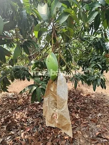6021687 ảnh đại diện 1