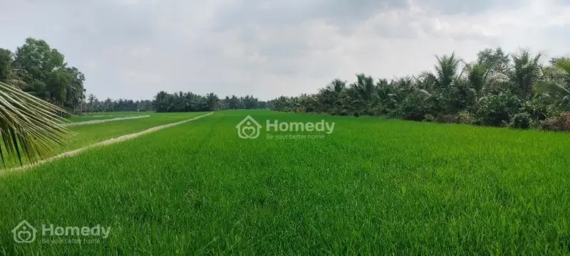 Cần Bán Hơn 7 Công Đất Ruộng
