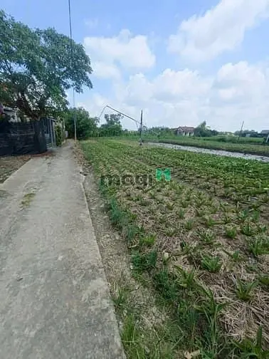 Bán Đất Đường Tân Liễu, Hưng Long, Bình Chánh