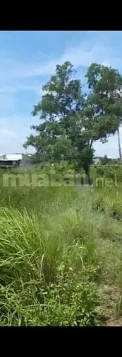 Diện Tích 1.537.6 M2 ( 200M2 Đất Ở +1.357,6 M2 Cln Đ Số 9, Long Phước