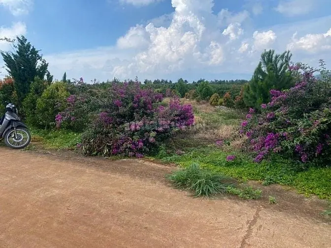 6023198 ảnh đại diện 1