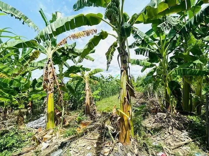 Da68 Bán Đất Hẻm 4M Thôn Phú Ân Nam Xã Diên An Giáp Địa Phận Nha Trang