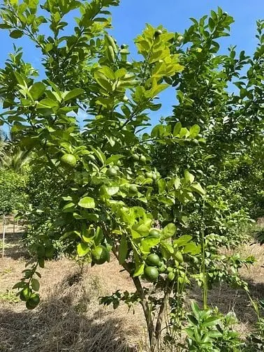 Bán Đất Ấp Thạnh Hòa, Long Hưng, Châu Thành, Tiền Giang. 6,08X28= 170M