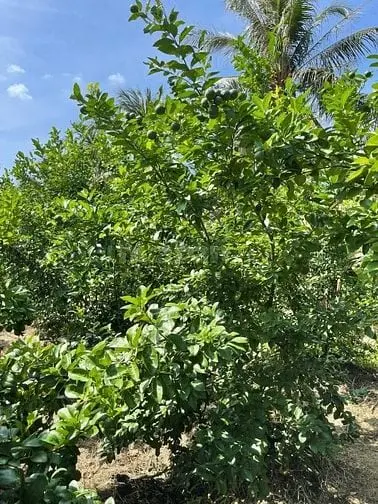 Bán Đất Ấp Thạnh Hòa, Long Hưng, Châu Thành, Tiền Giang. 6,08X28= 170M