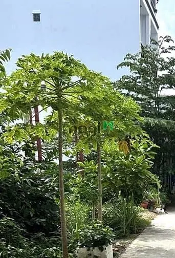 Hiếm – Lô Đất Full Thổ Cư – Cạnh Kdc Anh Tuấn – 96M2 – Giá Chỉ 3,7 Tỷ