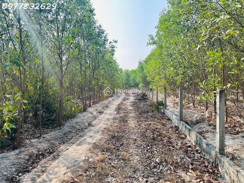 Bán 1000M2 Đất Tân Bình, Lagi Giá Rẻ Chỉ 1 Tỷ, Sổ Riêng Gần Phạm Thế Hiển