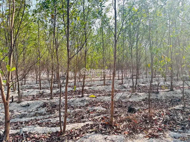 Bán 1000M2 Đất Tân Bình, Lagi Giá Rẻ Chỉ 1 Tỷ, Sổ Riêng Gần Phạm Thế Hiển