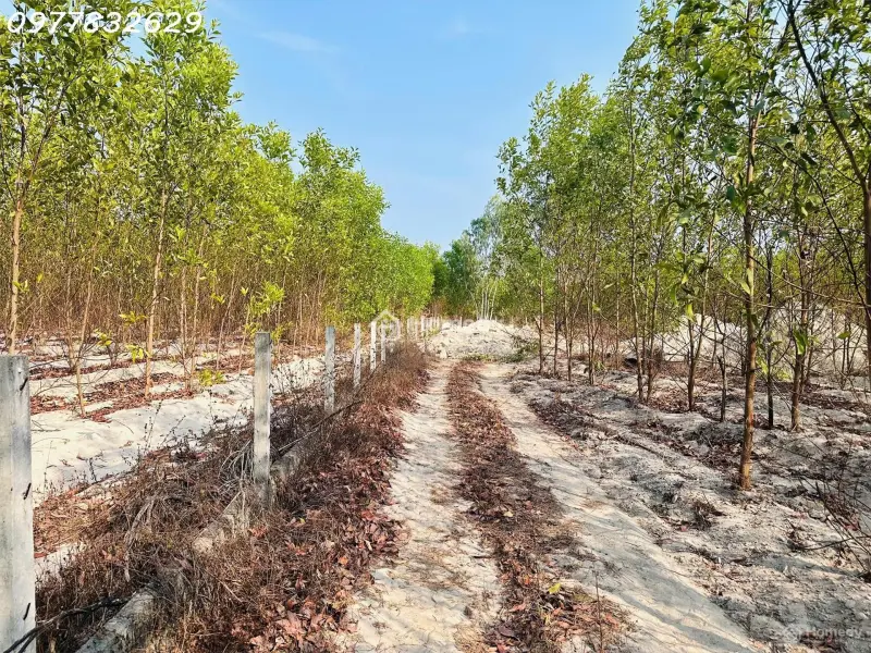 Bán 1000M2 Đất Tân Bình, Lagi Giá Rẻ Chỉ 1 Tỷ, Sổ Riêng Gần Phạm Thế Hiển