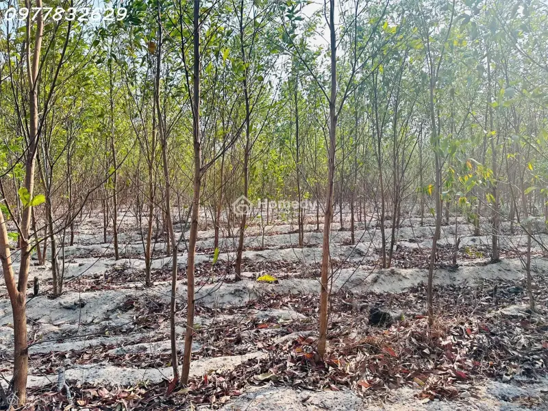 Bán 1000M2 Đất Tân Bình, Lagi Giá Rẻ Chỉ 1 Tỷ, Sổ Riêng Gần Phạm Thế Hiển