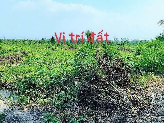 Chính Chủ Gửi, Bán Gấp Đất Vườn Thạnh Hoà, Bến Lức, Long An