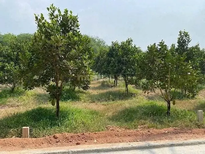 Cần Bán Gấp Lô Vườn Mít, 250M2, Mặt Tiền Dh507, Gần Trường Chợ