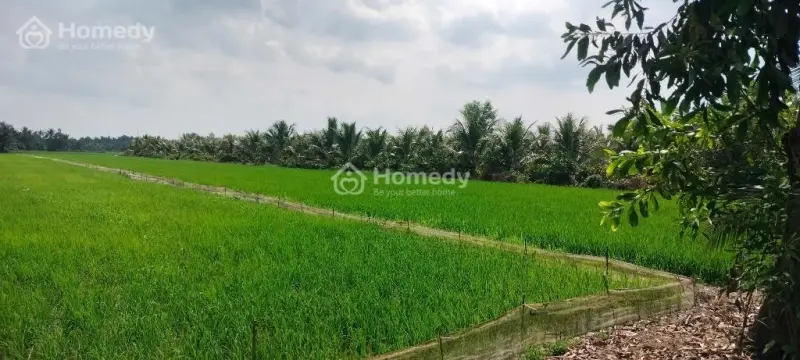 120 Triệu /1000M2 .Quá Rẻ Bà Con Ơi.