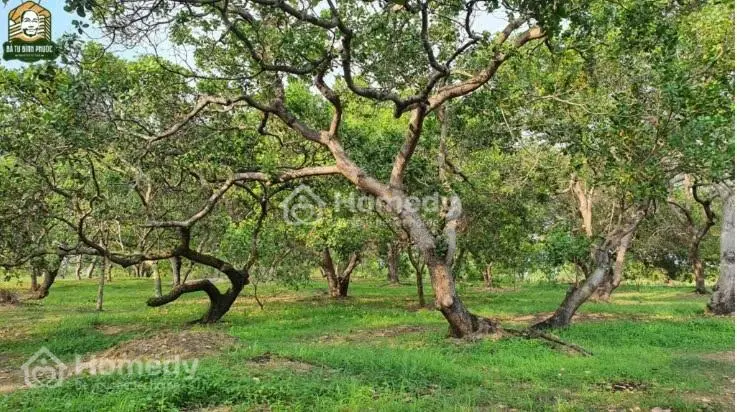 Bán 5 Sào Điều (20X150=4.968M2)Shr,Nở Hậu 92M Cách Quốc Lộ 200M Giá 700Tr,View Suối,Sát Kcn 350Ha