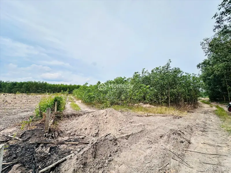 Bán 1009M2 Đất Tân Bình, Thị Xã Lagi Gần Sông Dinh Giá Rẻ 1 Tỷ Sổ Riêng
