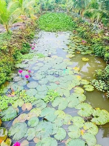 Bán Gấp Đất Nền Thổ Vĩnh Thanh Nhơn Trạch Giá Rẻ 2,5Ty/502M, Chính Chủ