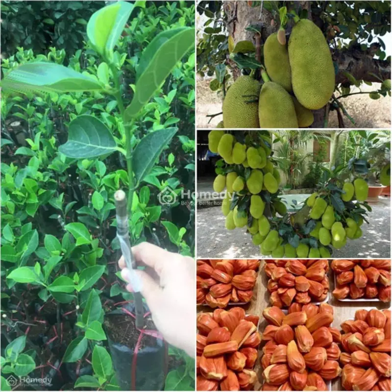 Đất Sổ Đỏ 505M2 Phường Minh Thành, Huyện Chơn Thành, Bình Phước
