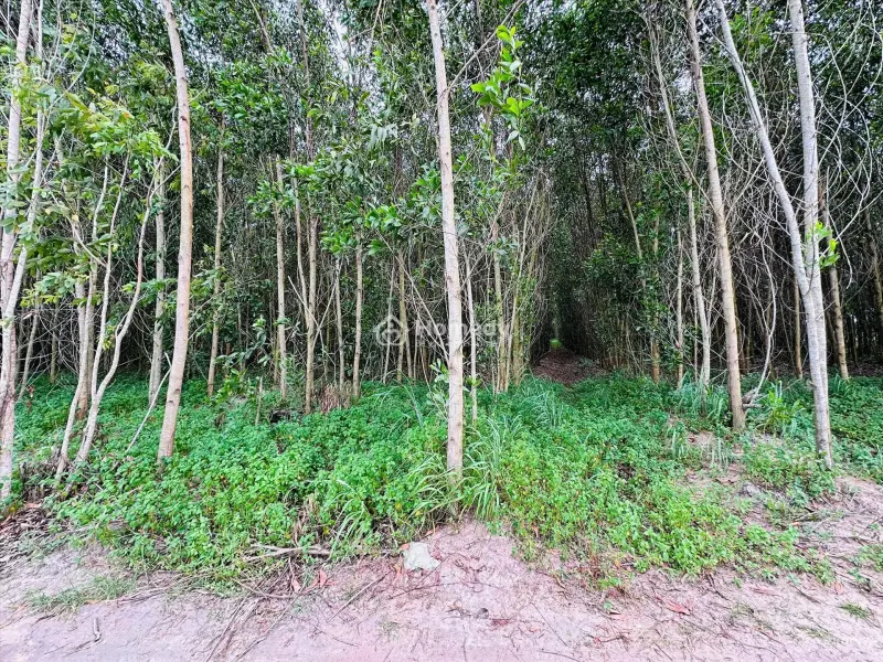 Bán 1009M2 Đất Tân Bình, Thị Xã Lagi Gần Sông Dinh Giá Rẻ 1 Tỷ Sổ Riêng